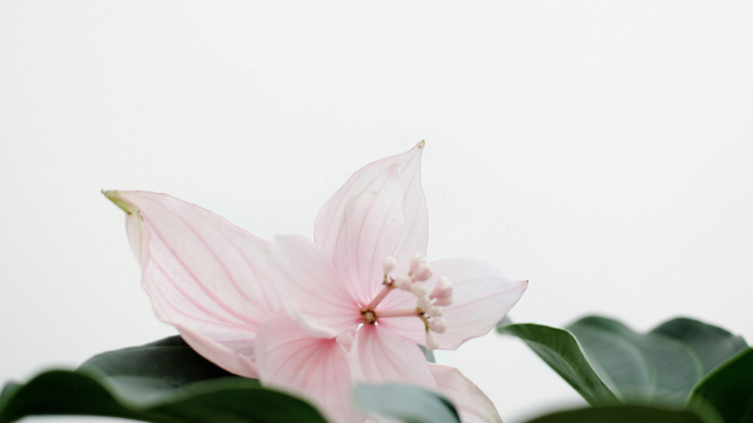 Viikko 11 & Mailikooste // Week 11