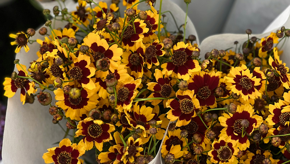 Viikko 18 & Mailikooste // Week 18