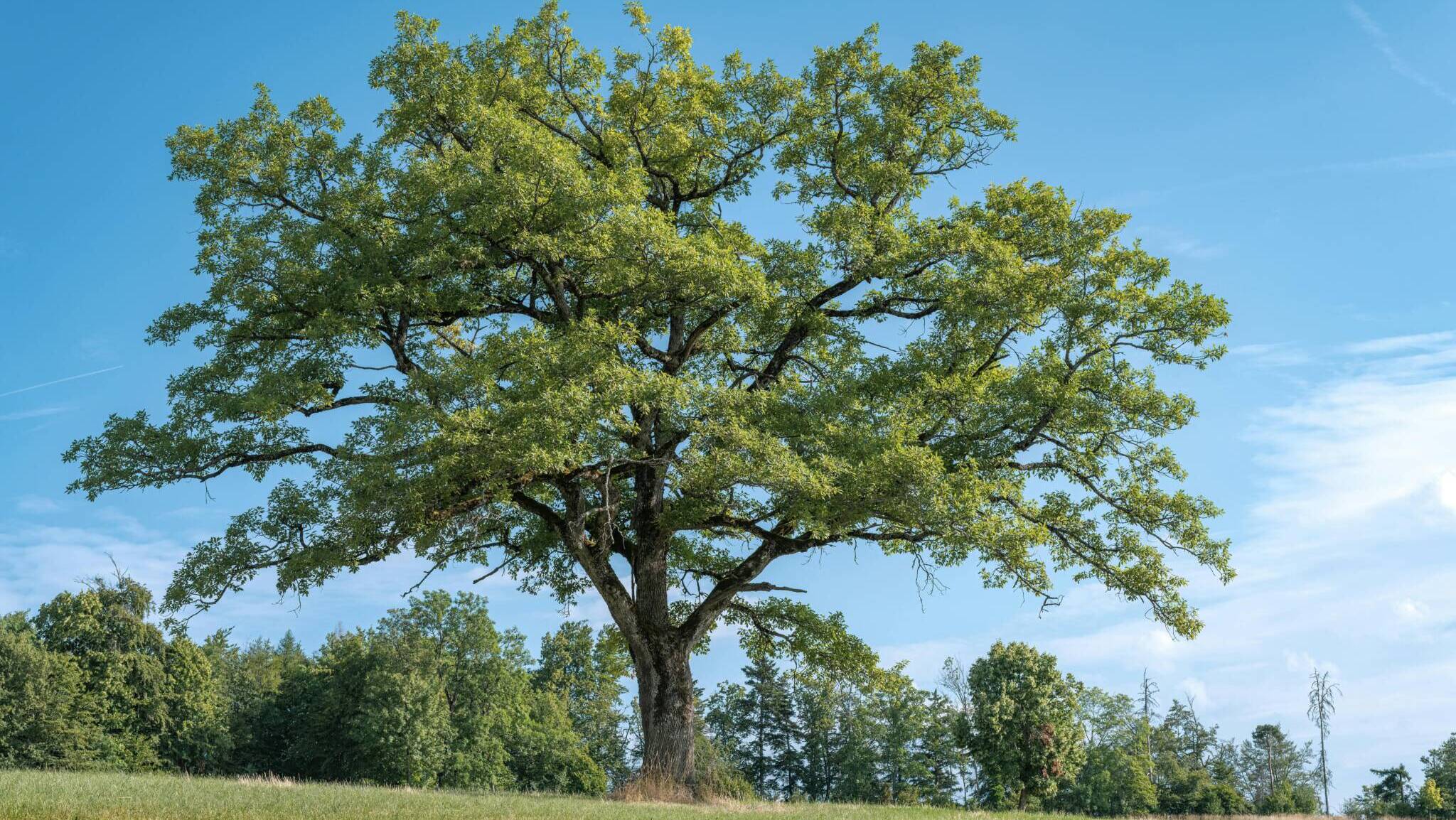 Viikko 16 & Mailikooste // Week 16